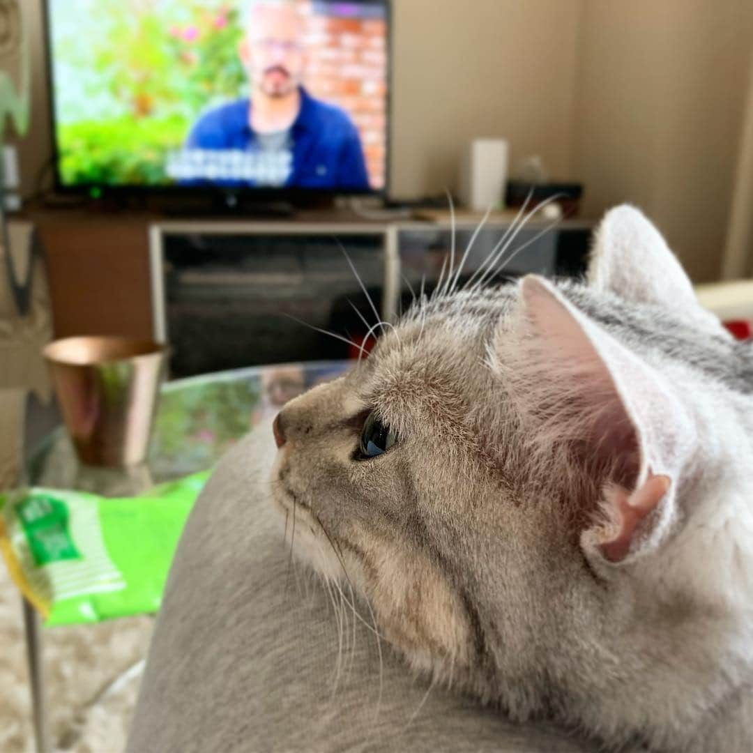 Alain アランさんのインスタグラム写真 - (Alain アランInstagram)「Good morning! Bonjour! Mom-pillow. Last pic,I’m watching MY CAT FROM HELL. * 「ママ枕」にアゴ乗せするのが好きにゃよ😽 最後の写真は、ママにあごを乗せながら、アニマルプラネットで「猫のしつけ」という番組を観てるよ。 * #catstagram #cat_features  #topcatphoto #cutepetclub #catsofinstagram #ig_catclub #cats_of_world #meowsandwoofs #meowvswoof#nc_cuties #excellent_cats #catstocker  #bestmeow #magnificenteowdels#bestcats_oftheworld#INSTACAT_MEOWS #peco #スタペグラム#ペピ友#animalsco#mofmo#igersjp#みんねこ#ふわもこ部#アメショー#ビューティープロコンテスト @beautypro_contest #lovelycatonline#映画ペット2キャンペーン#映画ペット2」5月1日 6時19分 - alain_cat