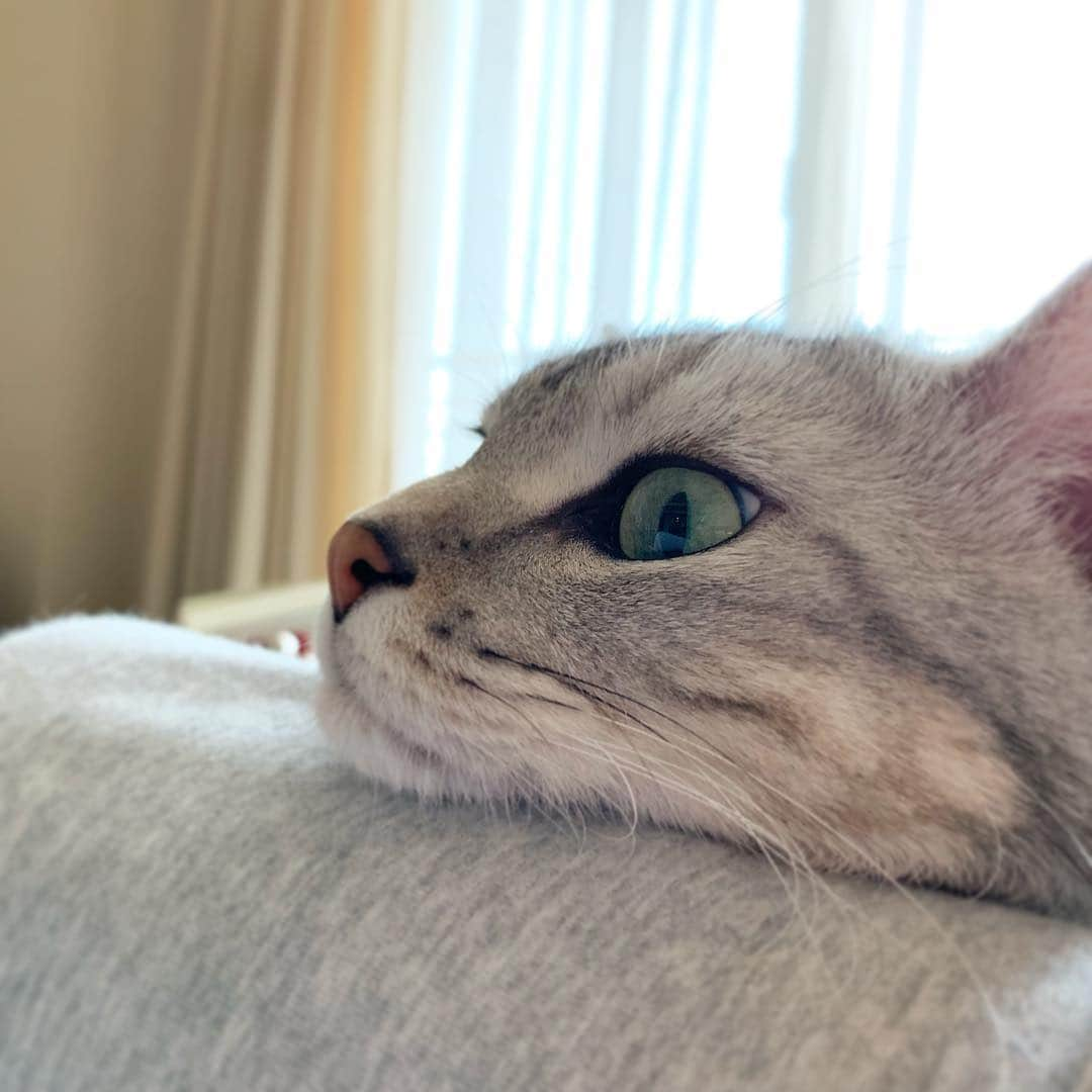 Alain アランさんのインスタグラム写真 - (Alain アランInstagram)「Good morning! Bonjour! Mom-pillow. Last pic,I’m watching MY CAT FROM HELL. * 「ママ枕」にアゴ乗せするのが好きにゃよ😽 最後の写真は、ママにあごを乗せながら、アニマルプラネットで「猫のしつけ」という番組を観てるよ。 * #catstagram #cat_features  #topcatphoto #cutepetclub #catsofinstagram #ig_catclub #cats_of_world #meowsandwoofs #meowvswoof#nc_cuties #excellent_cats #catstocker  #bestmeow #magnificenteowdels#bestcats_oftheworld#INSTACAT_MEOWS #peco #スタペグラム#ペピ友#animalsco#mofmo#igersjp#みんねこ#ふわもこ部#アメショー#ビューティープロコンテスト @beautypro_contest #lovelycatonline#映画ペット2キャンペーン#映画ペット2」5月1日 6時19分 - alain_cat