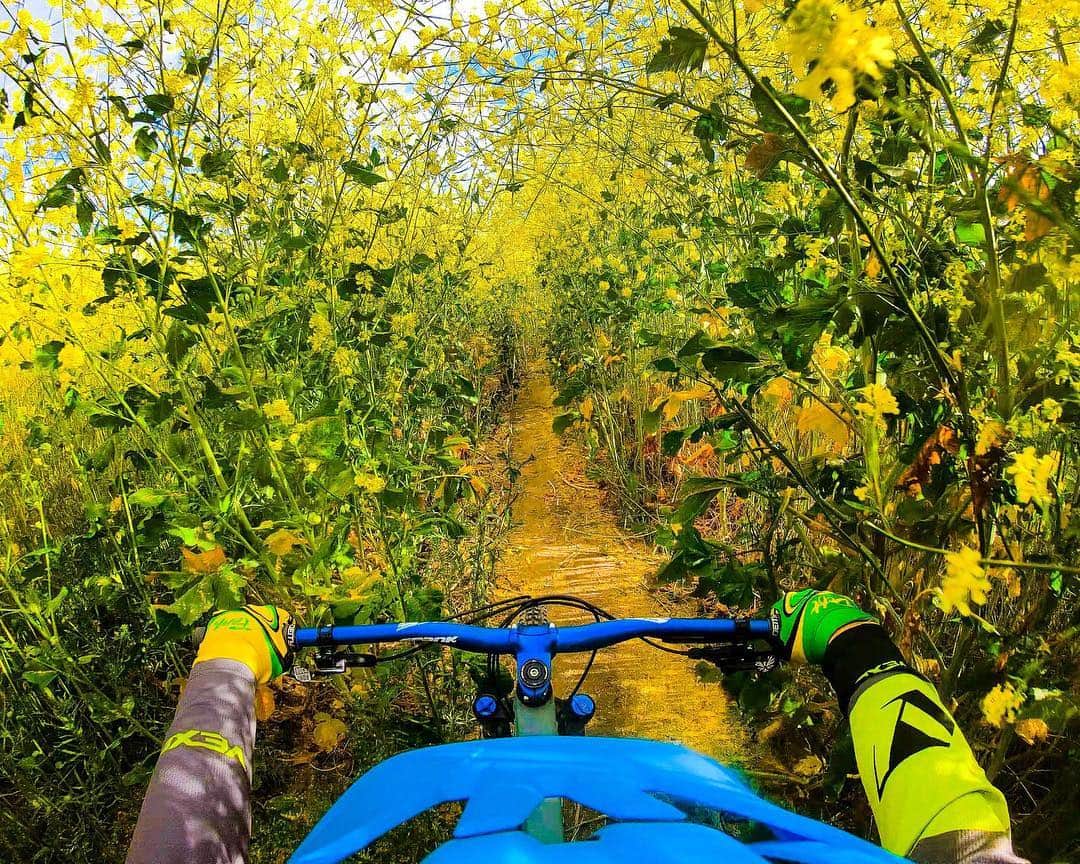 goproさんのインスタグラム写真 - (goproInstagram)「Photo of the Day: Riding through fields of gold with #TripOn Challenge award recipient @matty_sill. • Tackle trails + submit your content to gopro.com/awards for the opportunity to snag up to $1,000. • • • #GoProMTB #GoProAwards #GoPro #SuperBloom」5月1日 6時17分 - gopro