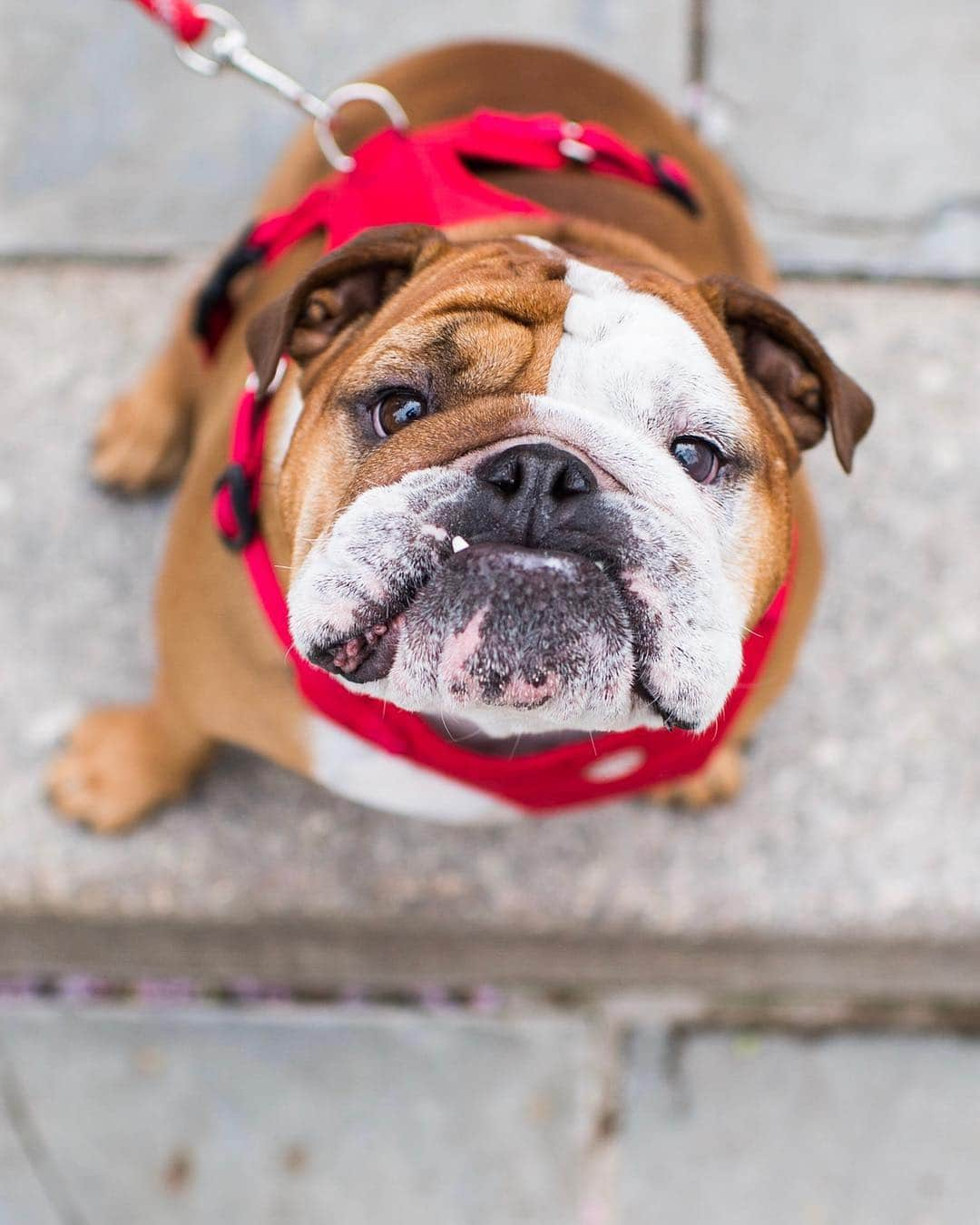 The Dogistさんのインスタグラム写真 - (The DogistInstagram)「Elvis, English Bulldog (4 y/o), Carl Schurz Park, New York, NY • “He runs the household.”」5月1日 6時55分 - thedogist