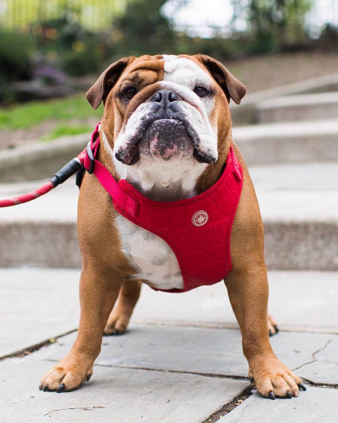 The Dogistさんのインスタグラム写真 - (The DogistInstagram)「Elvis, English Bulldog (4 y/o), Carl Schurz Park, New York, NY • “He runs the household.”」5月1日 6時55分 - thedogist