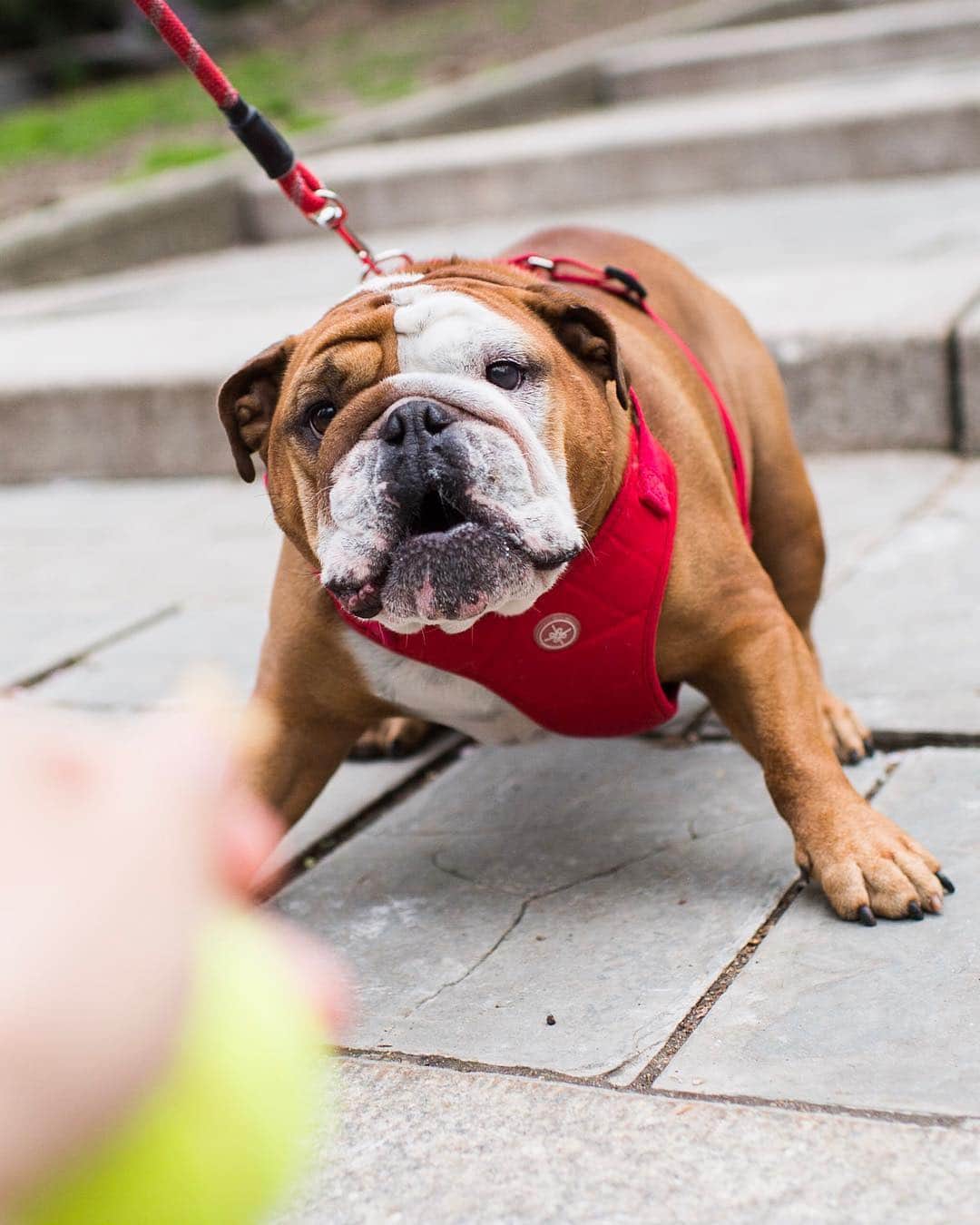 The Dogistさんのインスタグラム写真 - (The DogistInstagram)「Elvis, English Bulldog (4 y/o), Carl Schurz Park, New York, NY • “He runs the household.”」5月1日 6時55分 - thedogist