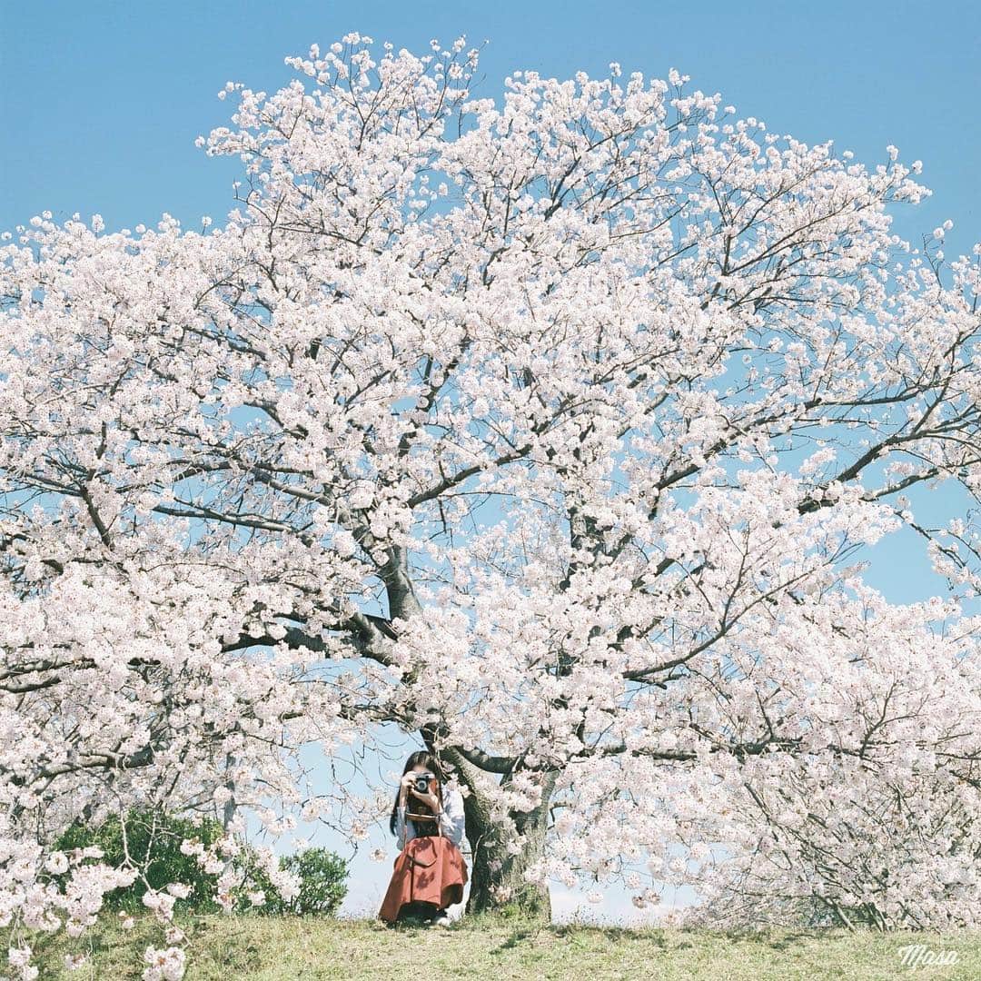 Masaさんのインスタグラム写真 - (MasaInstagram)「. . . 今日も一日中雨みたい☔️ . 明日からはようやく晴れ予報ですが3日か4日、暇な人いたらDMください😅 . 撮影日 : 2019年4月13日 . #まっセル #ヤマプリ #hasselblad #ハッセルブラッド #instagramjapan #igersjp #tokyocameraclub #film_com #impression_shots #art_of_japan_ #photogenic_jp #GPW_members_only #good_portraits_world #film_jp #film #フィルム #filmcamera #filmphotography #portrait #ポートレート #photogram_archive #todays_blue_collection #pof_ig #hibi_jp #桜 #Cherryblossom #滋賀 #Shiga」5月1日 7時04分 - masa_nikonist