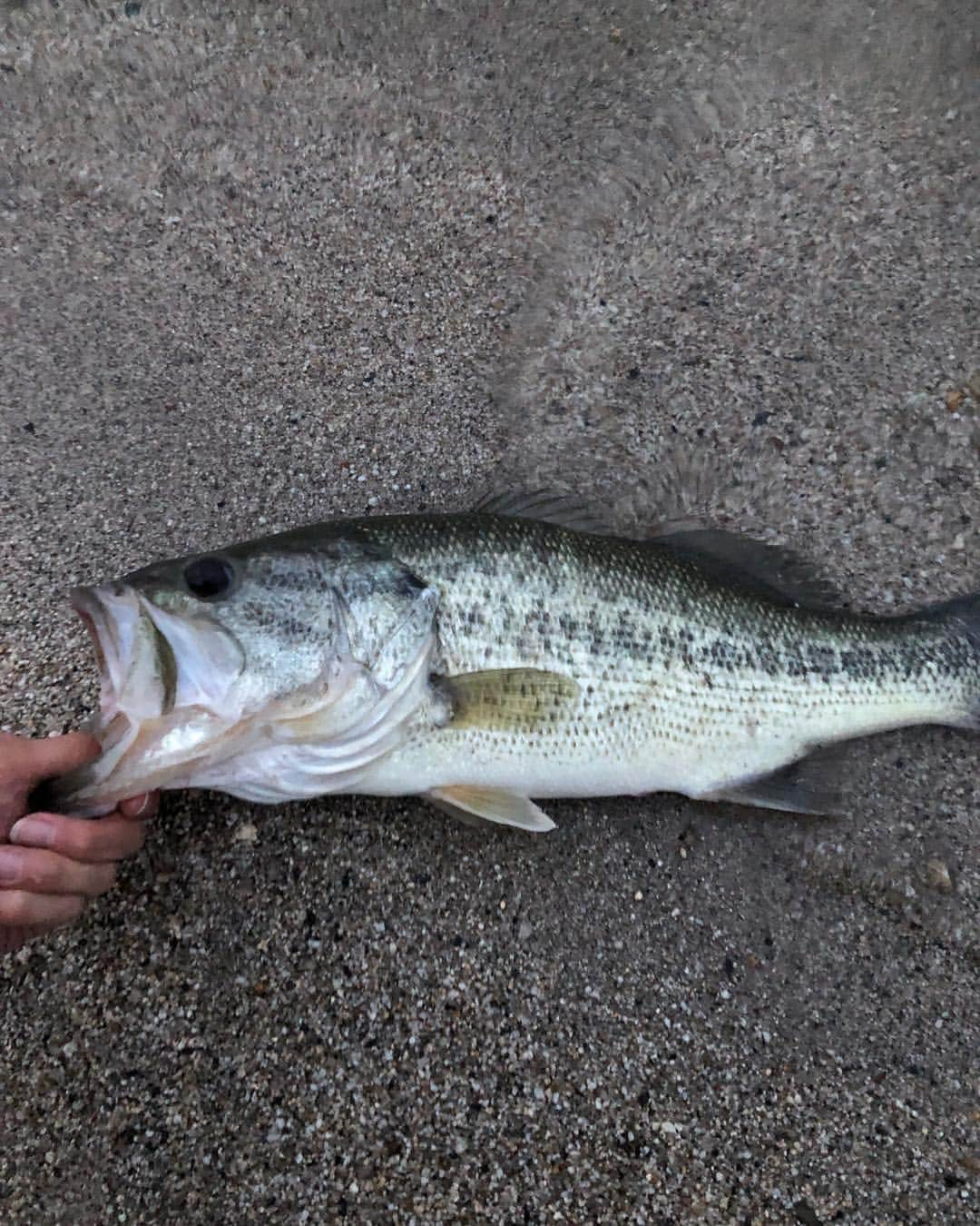 岡田慎吾のインスタグラム：「Another season🤤#ブラックバス #black bass #BB #bassfishing #琵琶湖」