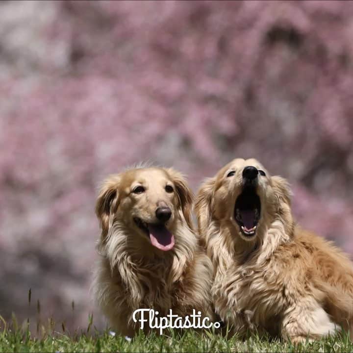 ハッチ＆ニコのインスタグラム：「🌸🐶🐶🌸 ポカポカで気持ち良かった #桜ワンコ  #カメラ嫌い同好会 #pecoいぬ部 #犬の生活が第一 #癒しわんこ #dachshund #犬バカ部 #短足部 #ふわもこ部 #tokyocameraclub #東京カメラ部」