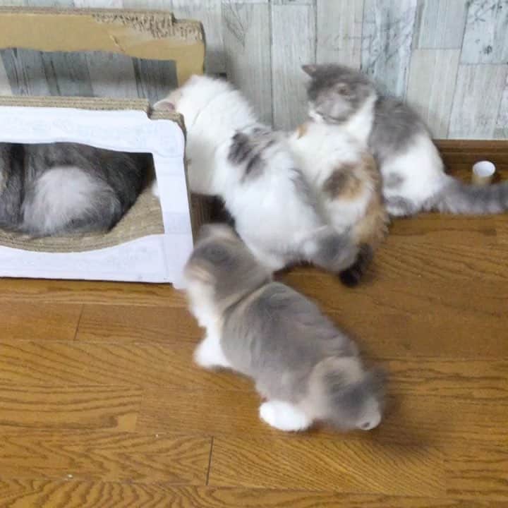 のインスタグラム：「🌞Mint's baby & Pino's baby ・ ・ 【 令和の朝 】 毎朝恒例の大運動会 トイレットペーパー合戦開幕中 ・ ・ 今回のベビにゃん達はGWなので いつもよりお迎えが遅くて幸せな日々を 過ごしています。  が……元気が良すぎて怪我しないか 毎日ヒヤヒヤしています😅💦・ ・ ・ 背負い投げ取得中だったり〜 シッポで遊んだり〜 フレームアウトしてインして〜 ジッとしていません（笑） パパさん&ママさん 我が子を探して 下さいませ🙏🍀・ ・ ・ レオ君、モカ君、ルル君 お迎えお待ちしています。 ・ ・ #またたび猫ハウス  #cats_of_instagram #animalsco #animaladdicts #cutepetclub #catsofinstagram #animalsvideos #fluffypack #TheDailykitten #catloversclub #cat_of_world #animalsshot #bestmeow #pleasantcats #catsofday #bestcats_oftheworld #cats_of_instworld #catsofworld #catsloversworld #cat_features #babypet_videos #weeklyfluff #猫ブリーダー #9gag」