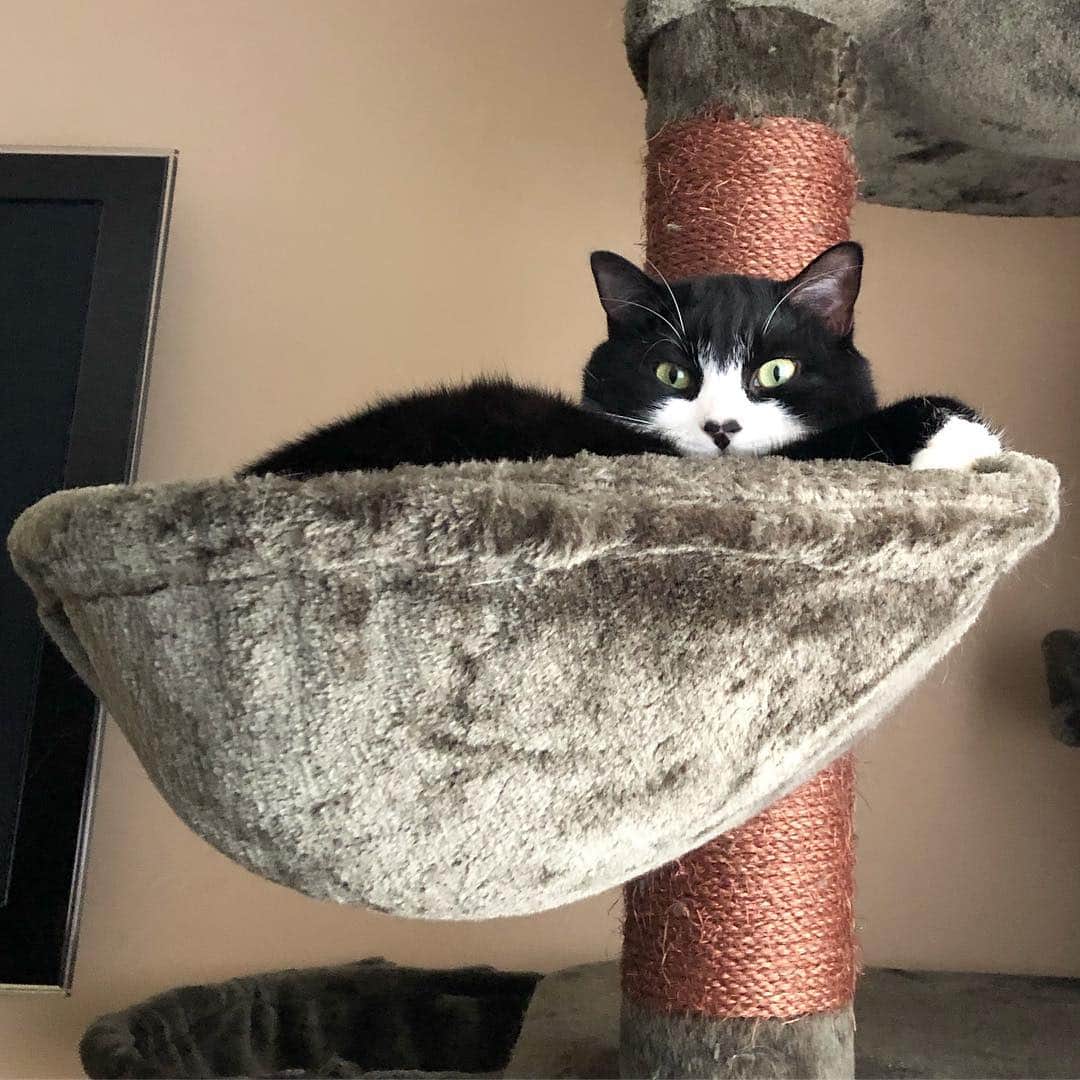 Tuxedo Cat Brosのインスタグラム：「Tuesday feels. #bucketlife」