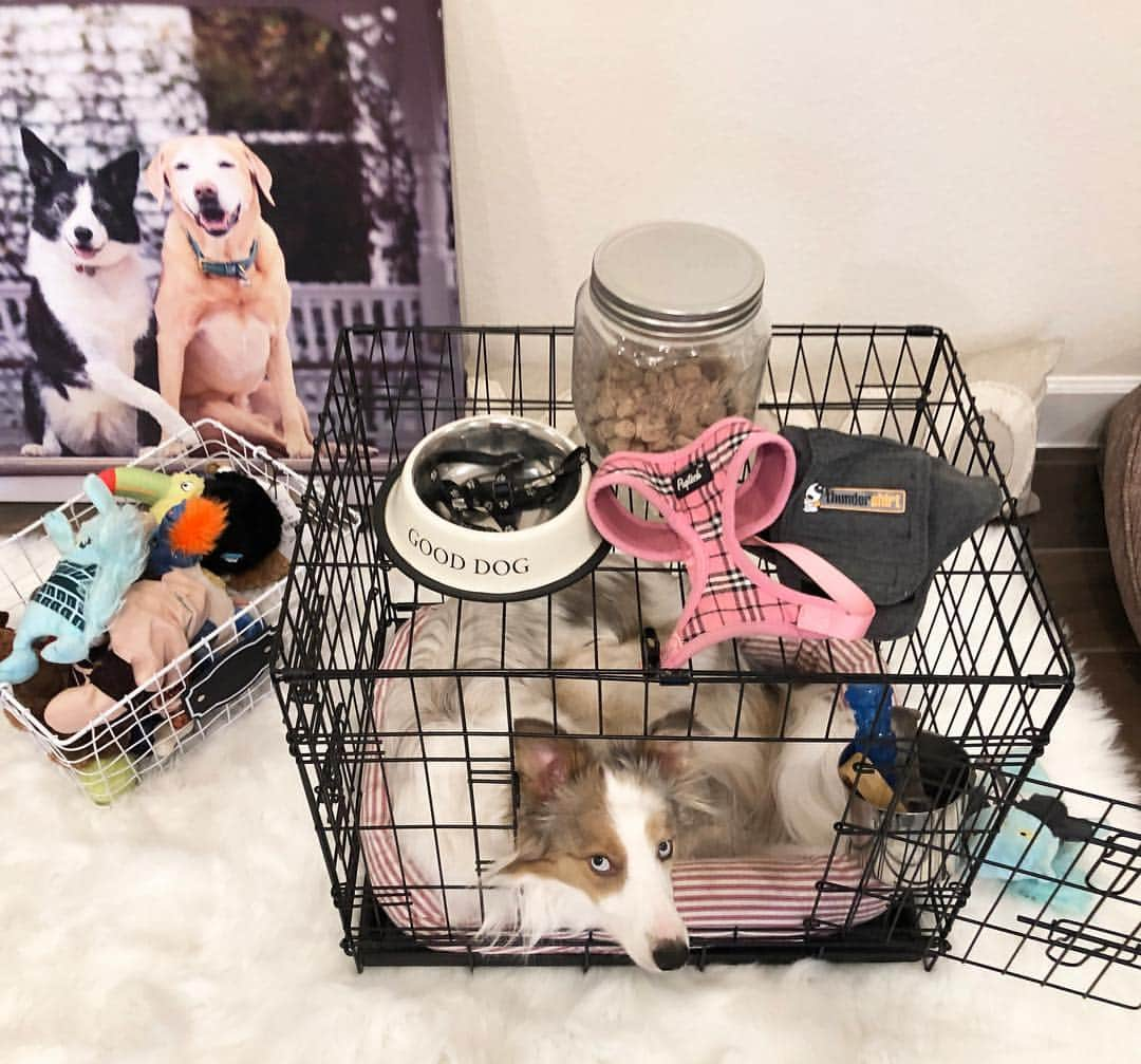 Jazzy Cooper Fostersさんのインスタグラム写真 - (Jazzy Cooper FostersInstagram)「Well, it looks like we are going to get another dog...TOMORROW!  It’s kinda funny now that every time I try to adopt a little dog, I get rejected and I end up with a foster puppy. (That’s how BB ended up with me) This time, I was seriously interested in a chihuahua mix but they wouldn’t adopt her to me because I don’t live in Dallas. I begged them but it didn’t help. My heart hurt a little.  I followed my panda, I mean my heart, and concluded that it wasn’t the right time to adopt and that was why everything kept failing. I don’t know why I was rushing and being obsessed over finding a new dog. The right dog will come.  And then this puppy foster thing happened. There were seven pups roaming on a busy road and one of them was already hit by a car. 😣 A rescue took the pups that were surrendered by the owners and one is coming to me.  I’m a little nervous because BB has been doing really well lately and I’m afraid of messing up the balance. Today is the last day we can enjoy this peaceful house and a good night sleep in a while. 😅 This wasn’t exactly what I was planning. I was going to find an older chi or Pom. (I said the same thing 2.5 years ago) .  We got BB’s old crate, puppy harness etc out and I wanted to see what she would do. Even though she hadn’t been in a wired crate in a couple of years, she still remembered the training we did when she was a baby. She squeezed her 30lb body into a box intended for 10 lbs. 😂💗」5月1日 8時37分 - bordernerd