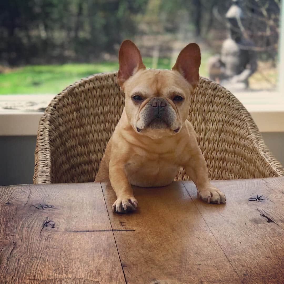 Hamlinのインスタグラム：「Let’s discuss the first quarter portfolio results. It seems that we need to redistribute our funds in corn dogs back to waffles. Also, keep Big League Chew commodities on our radar. I’m feeling like it’s going to be a summer bubble gum...grape flavored. 📊💰 .......... #daytrading #alwaysbetonwaffles」
