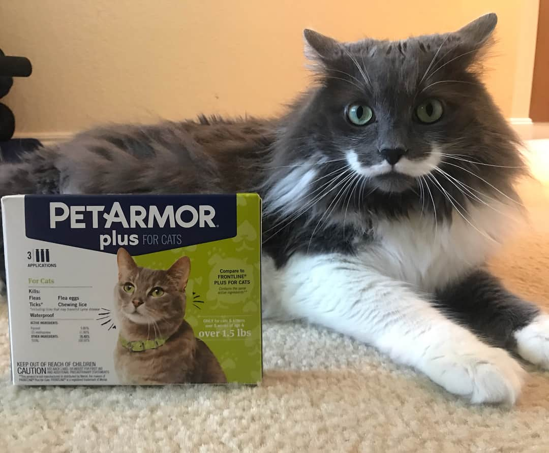 ハミルトンザ・ヒップスターキャットのインスタグラム：「My best advice...as with any new medication/flea product please consult a vet before using a new medication on your pet.  Not all products work for all animals and you should always consult a professional BEFORE administering anything new to your pet.  As an experienced pet-parent, what’s the best advice you would share with other pet owners on how to care for your pets?  Getting fleas and ticks doesn’t mean you’re a bad pet parent. These things happen, but it is important to do what you can to keep your babies safe. Thankfully, PetSmart now carries @PetArmor products. Buying PetArmor Plus at PetSmart is convenient since I’m already there to buy all of Ham’s other favorite things.  #PetArmorApproved #PetParentApproved #ad #petarmor」