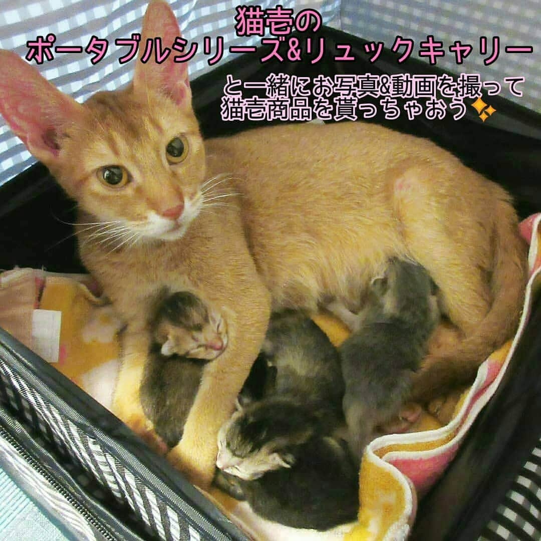 猫壱（ねこいち•ネコイチ）のインスタグラム