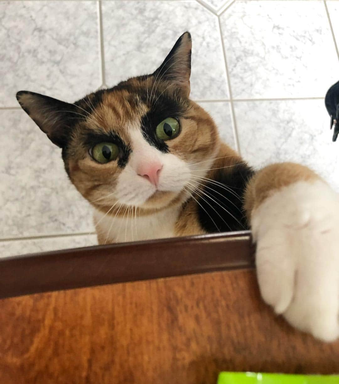 リリーさんのインスタグラム写真 - (リリーInstagram)「What’s for dinner?! 😋」5月1日 9時13分 - lilly_crazyeyes