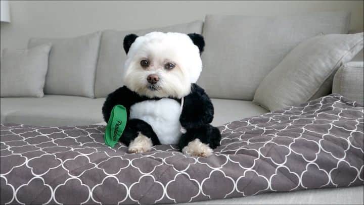 Toby LittleDudeのインスタグラム：「Chillin. The art of doing nothing without being bored.」