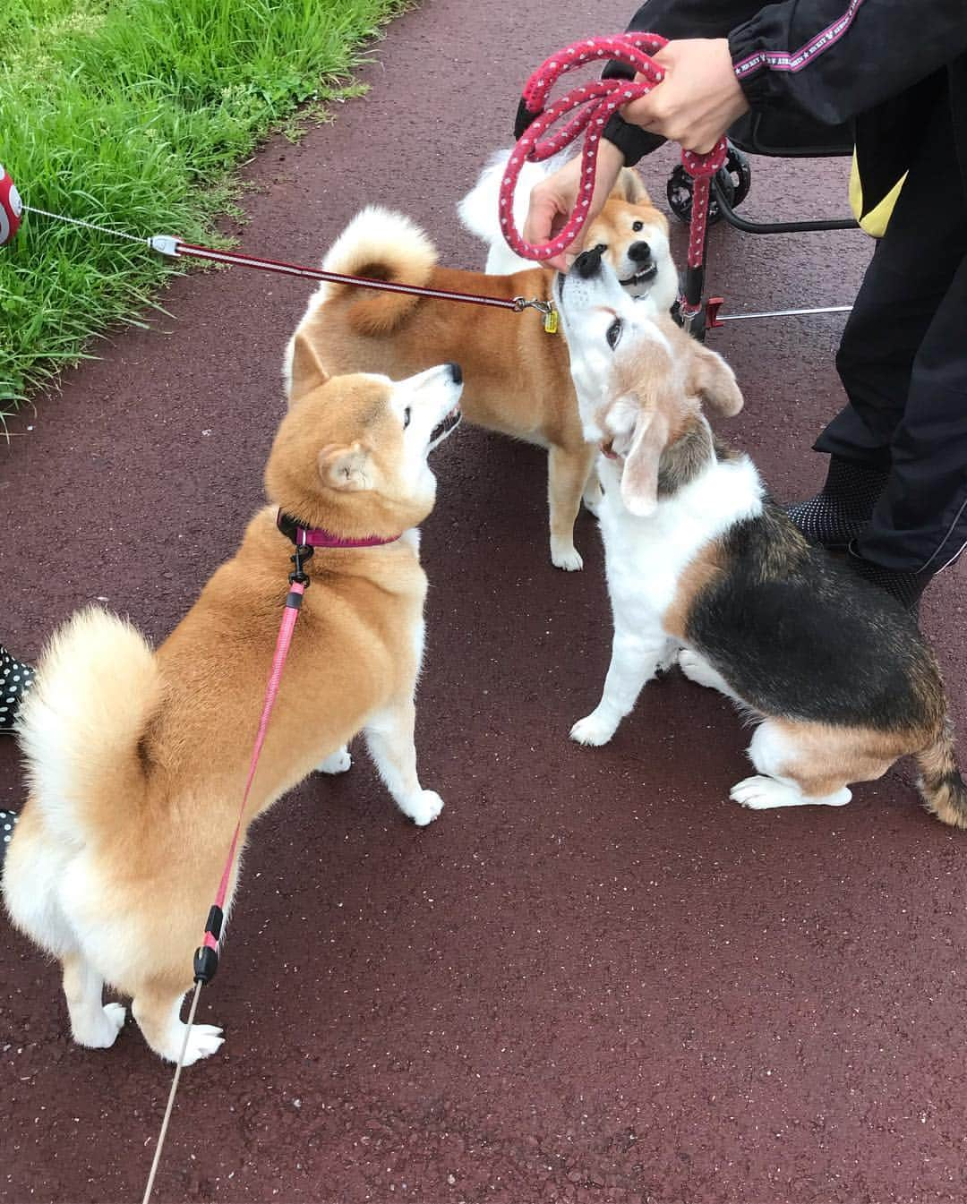 柴犬のモモさんのインスタグラム写真 - (柴犬のモモInstagram)「おはようございます。草食べ、お仕事、お友達とわちゃわちゃ…元号が変わっても、幸せを感じる瞬間は変わりませんな #いぬ #イヌ #犬 #柴犬 #赤柴 #日本犬 #犬バカ部 #ふわもこ部 #いぬら部 #癒しわんこ #柴犬マニア #犬のいる暮らし #口角キュキュッと部 #shiba #shibainu #shibadog #dogstagram #dogsofinstagram #shibastagram #shibasofinstagram #shibamania #inu #instadog #toyota_dog」5月1日 9時07分 - shi_ba_i_nu_momo