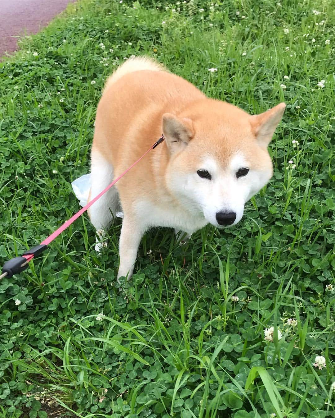 柴犬のモモさんのインスタグラム写真 - (柴犬のモモInstagram)「おはようございます。草食べ、お仕事、お友達とわちゃわちゃ…元号が変わっても、幸せを感じる瞬間は変わりませんな #いぬ #イヌ #犬 #柴犬 #赤柴 #日本犬 #犬バカ部 #ふわもこ部 #いぬら部 #癒しわんこ #柴犬マニア #犬のいる暮らし #口角キュキュッと部 #shiba #shibainu #shibadog #dogstagram #dogsofinstagram #shibastagram #shibasofinstagram #shibamania #inu #instadog #toyota_dog」5月1日 9時07分 - shi_ba_i_nu_momo