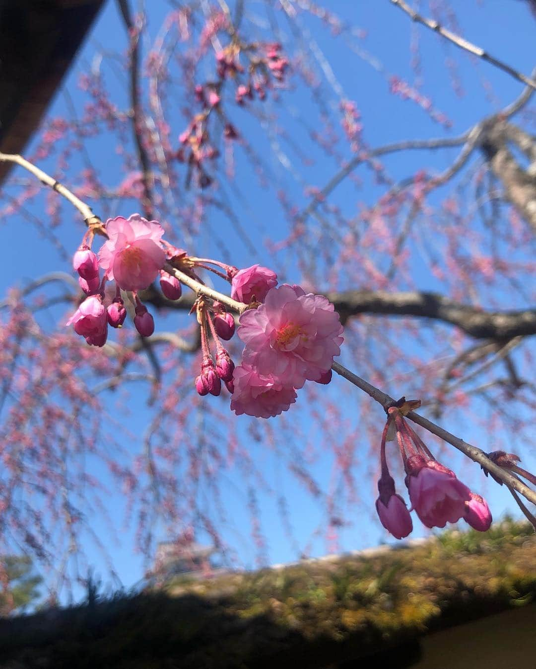 大和田南那さんのインスタグラム写真 - (大和田南那Instagram)「令和も宜しくお願いします🌸」5月1日 9時11分 - nanaowada_official