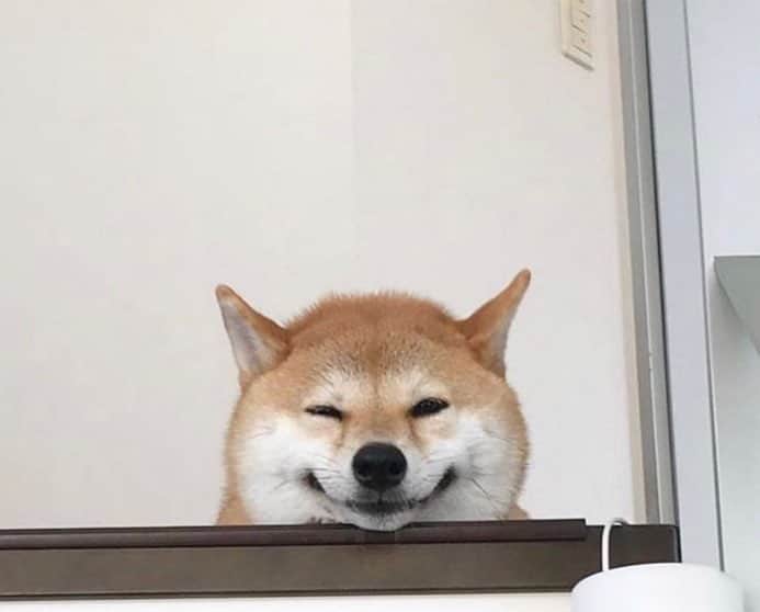 柴犬ハル&保護犬すずのインスタグラム