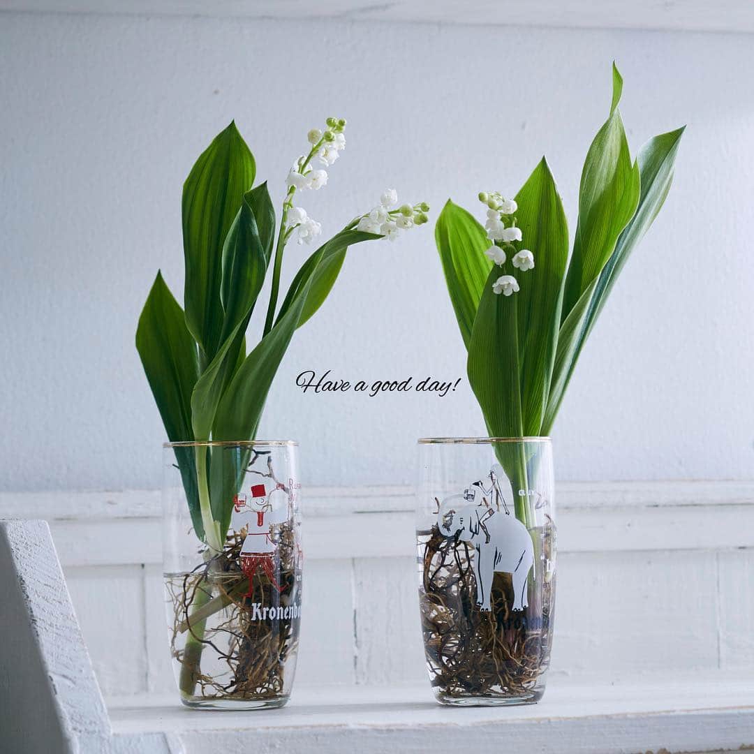 雑誌『花時間』さんのインスタグラム写真 - (雑誌『花時間』Instagram)「おはようございます。今日から令和。そして、そして、本日5月1日はスズランの日で〜す！  フランス🇫🇷の風習だから、知らない人もまだまだ多いのかもしれませんね。ヨーロッパでスズランは春の象徴。フランスでは、幸せになってね、と大切な人たちにこの花の花束を贈るそうです。日本でも、この日に合わせてスズランの切り花や鉢ものを扱う花屋さんが増えています。今日、見つけたら自分のためにも飾ってみませんか？  スズランは乾燥が苦手なので、風の当たらない場所に飾ってくださいな。では、本日も元気smile😊😊😊で素敵な一日をお過ごしください！  by  ピーターパン  連休はもう飽きました（笑）  花 @fleuriste_petitapetit  写真 @中野博安  #hana #flower #flowers #flowerslovers #flowerstagram #花時間 #花時間2019  #花好き #花藝 #花好きな人と繋がりたい #花が好きな人と繋がりたい #花のある生活 #花のある暮らし #スズランの日 #すずらん #ミュゲの日 #鈴蘭  #lilyofthevalley  #botanicallife #花屋さんへ行こう」5月1日 9時48分 - hanajikan_magazine