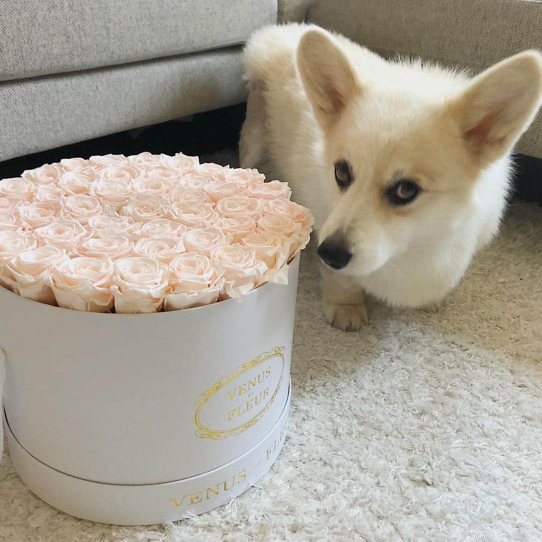 Winston the White Corgiさんのインスタグラム写真 - (Winston the White CorgiInstagram)「Are you scrolling through your feed when in fact you should be looking for a #MothersDay gift? I’ll help you do both... you’re welcome. @venusetfleur #venusetfleur」5月1日 9時41分 - winstonthewhitecorgi