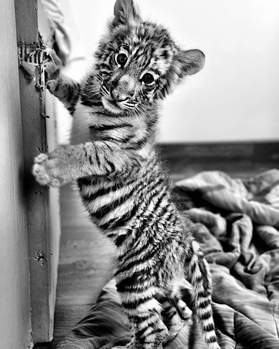 Black Jaguar-White Tiger さんのインスタグラム写真 - (Black Jaguar-White Tiger Instagram)「When The Beast was a baby... #BabyLucianoBJWT  Pic by @gavinbondphotography」5月1日 9時42分 - blackjaguarwhitetiger