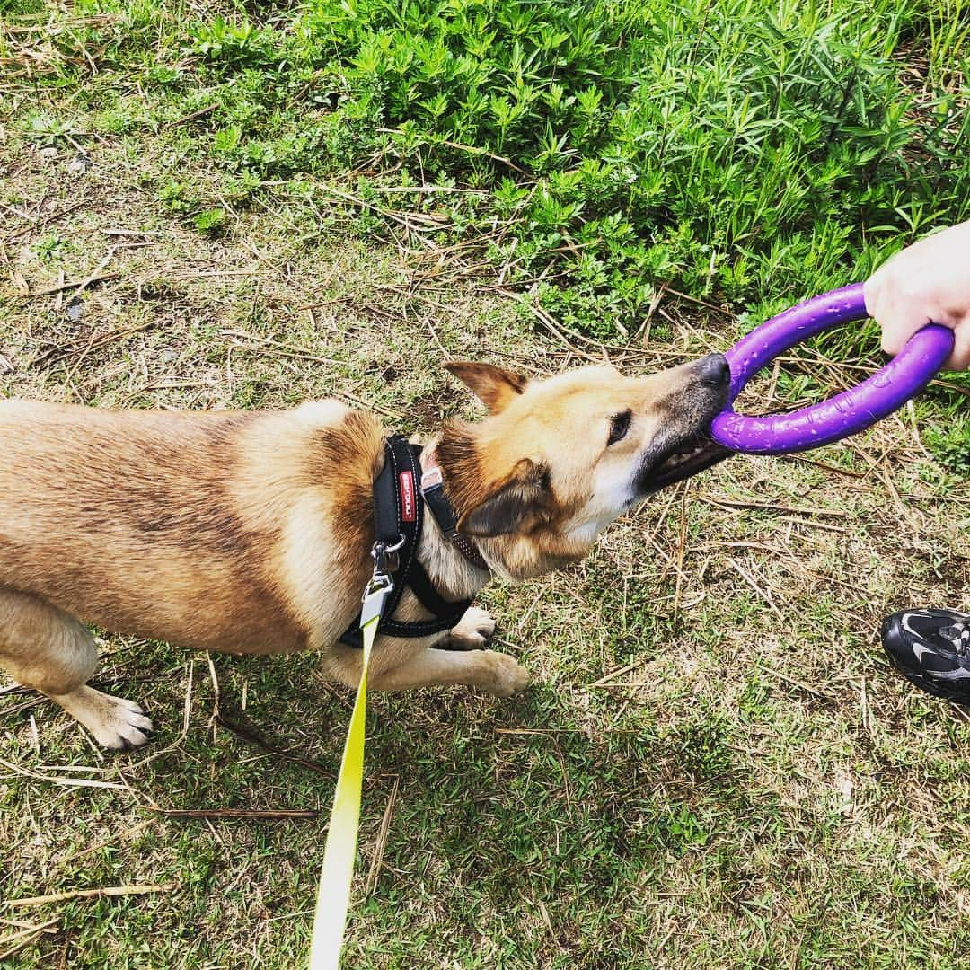 佐々木海さんのインスタグラム写真 - (佐々木海Instagram)「今日は新しいおもちゃを持って散歩へ。 大興奮で遊んでました😊 買ってよかった！ でもこの後、草むらに隠れてた放置された人糞にゴロゴロしてあまりの臭さに即帰り、風呂直行でした😓 #プラー #犬 #イヌ #イヌスタグラム #いぬすたぐらむ #犬バカ部 #いぬばか部 #ふわもこ部 #いぬら部 #犬のいる暮らし #保護犬 #元野犬 #雑種 #雑種犬 #ビビり犬 #里親 #保護犬を家族に #保護犬を飼おう #殺処分ゼロ #dog #dogs #dogstagram #doglove #doglover #doglovers #doglife #dogslife #rescuedog #rescueddog」5月1日 9時44分 - umi_carnelian