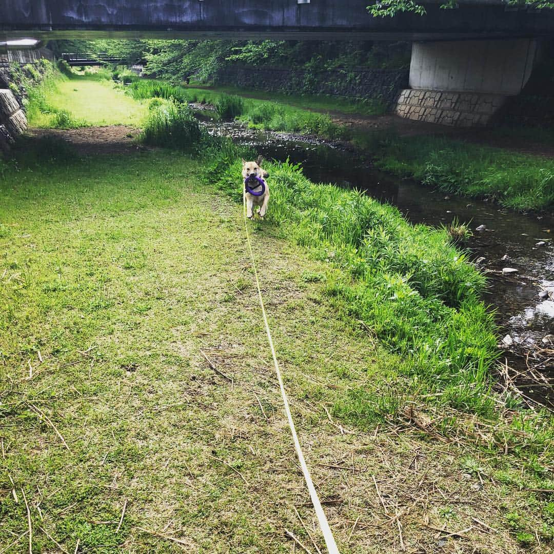 佐々木海さんのインスタグラム写真 - (佐々木海Instagram)「今日は新しいおもちゃを持って散歩へ。 大興奮で遊んでました😊 買ってよかった！ でもこの後、草むらに隠れてた放置された人糞にゴロゴロしてあまりの臭さに即帰り、風呂直行でした😓 #プラー #犬 #イヌ #イヌスタグラム #いぬすたぐらむ #犬バカ部 #いぬばか部 #ふわもこ部 #いぬら部 #犬のいる暮らし #保護犬 #元野犬 #雑種 #雑種犬 #ビビり犬 #里親 #保護犬を家族に #保護犬を飼おう #殺処分ゼロ #dog #dogs #dogstagram #doglove #doglover #doglovers #doglife #dogslife #rescuedog #rescueddog」5月1日 9時44分 - umi_carnelian