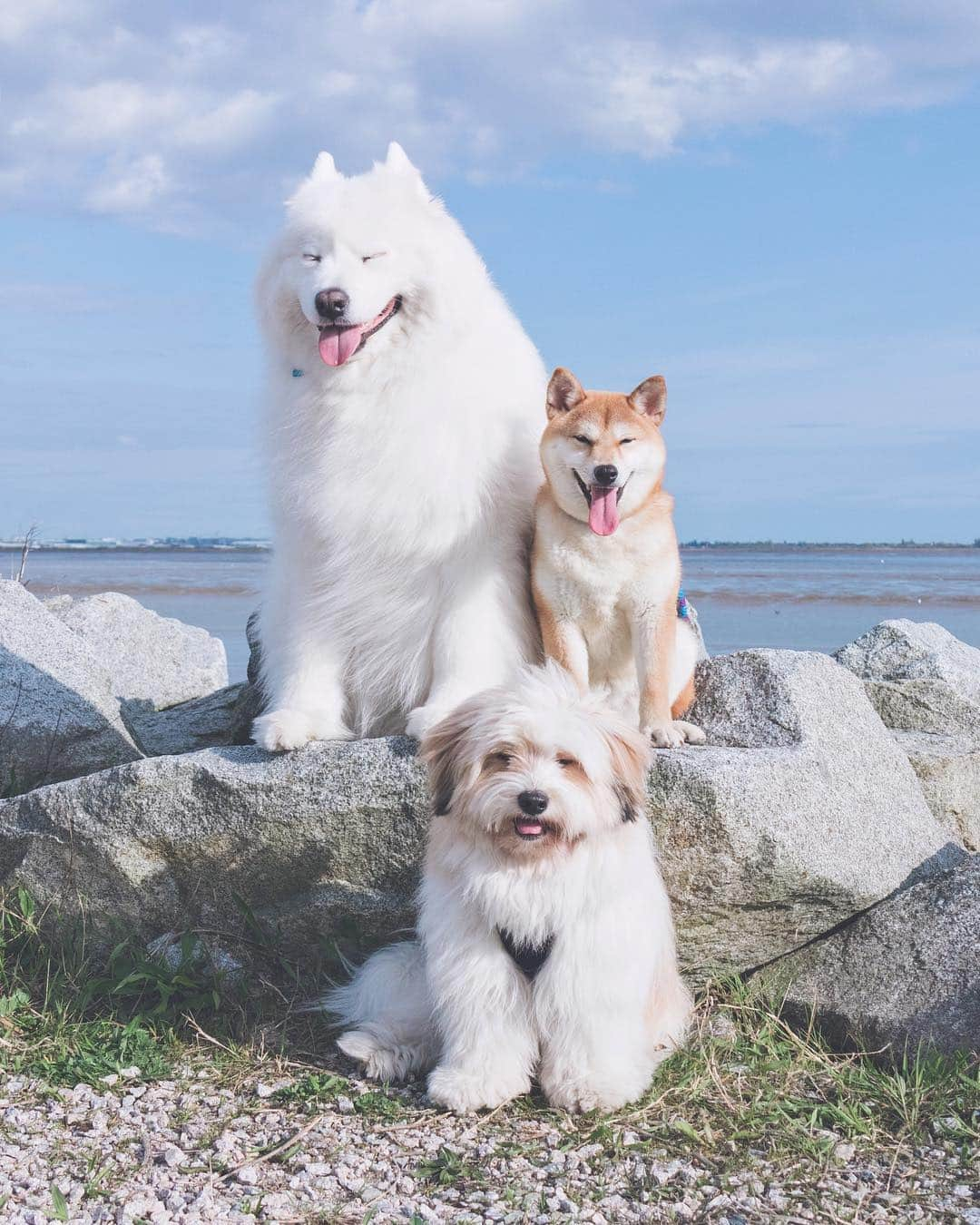 Loki the Corgiさんのインスタグラム写真 - (Loki the CorgiInstagram)「Our foster dog, Zeta, has gone to her forever home! We had such a fun few weeks getting to know her and showing her the love she deserves. We sure are going to miss her, but we know she’s going to be super happy in her new home. A big congratulations to Zeta and her new owner! 🎉」5月1日 9時50分 - lokistagram