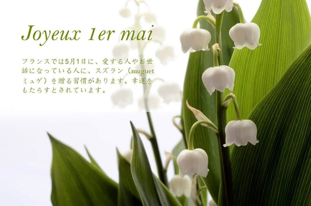 フランス大使館さんのインスタグラム写真 - (フランス大使館Instagram)「フランスでは5月1日に愛する人やお世話になっている人にスズラン（muguet ミュゲ）を贈る習慣があり、幸運をもたらすとされています🍀。花言葉は「幸せの再来」。みなさまにも幸運がおとずれますように😉 Chaque 1er mai en France, la tradition veut que l’on offre un brin de muguet à ses proches afin de leur porter bonheur 🍀. L’ambassade de France au #Japon vous souhaite à tous un joyeux #1ermai 2019 !」5月1日 10時00分 - ambafrancejp
