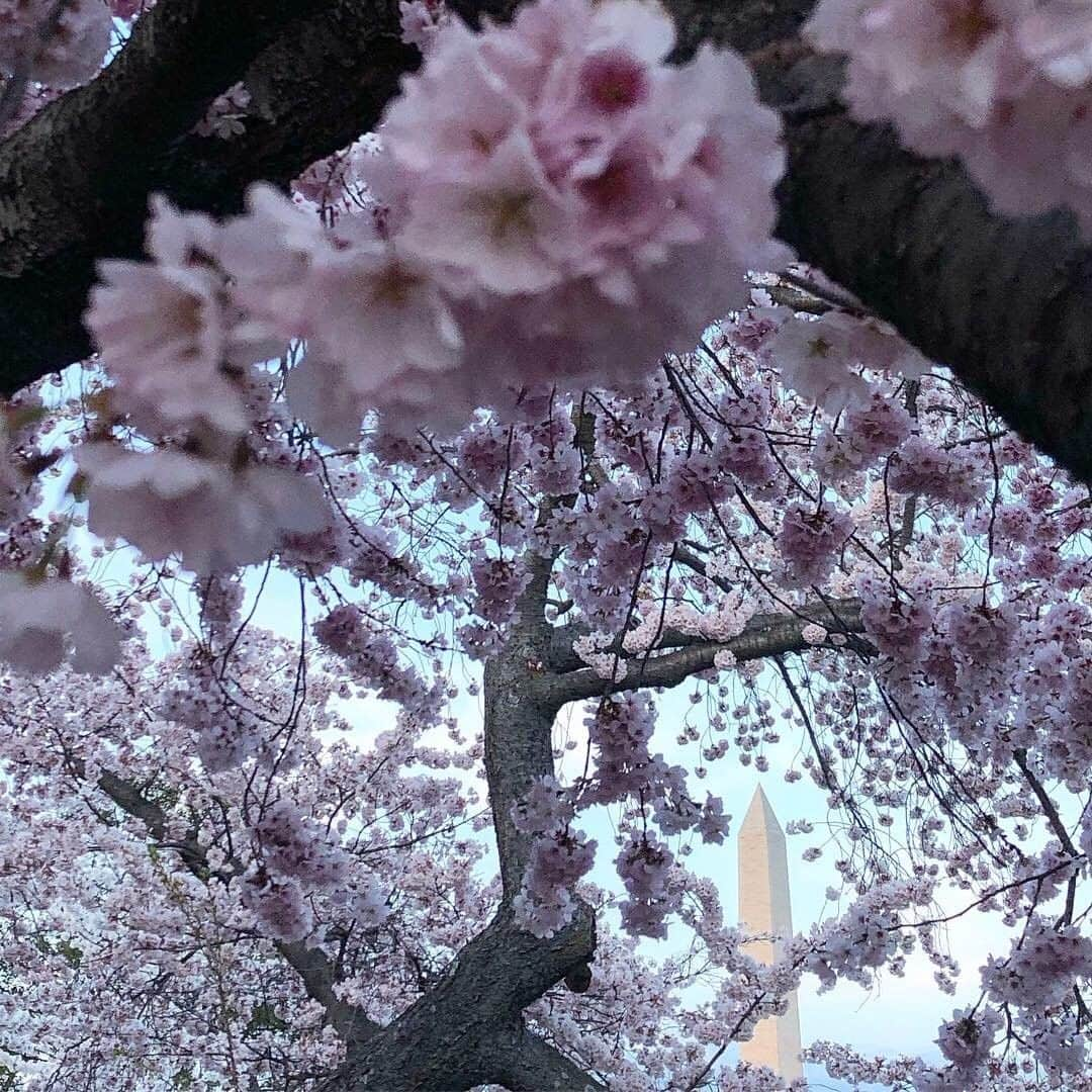 National Geographic Travelさんのインスタグラム写真 - (National Geographic TravelInstagram)「Photo by Pete McBride @pedromcbride | Monumental Blossom: Every spring, the Tidal Basin in Washington, D.C. explodes into thousands of pink and white cherry blossoms. The 3,000 trees were a gift from Tokyo Mayor Yukio Ozaki back in 1912. It was amazing to be there for this year's peak bloom, which typically lasts just a few days out of the two-week blooming period. For more images of flora and fauna from around the world, follow @pedromcbride #petemcbride #cherryblossom #nature #washingtonmonument」5月1日 10時11分 - natgeotravel