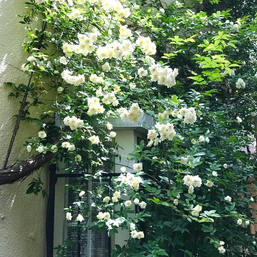 光野桃さんのインスタグラム写真 - (光野桃Instagram)「令和、最初の日。晴れ。3年前に植えた木香薔薇が初めて花を咲かせました。  #木香薔薇 #黄色だと思っていたら白だった #蔓薔薇が好き #同世代の天皇陛下 #令和よき時代に」5月1日 10時17分 - mitsuno.momo