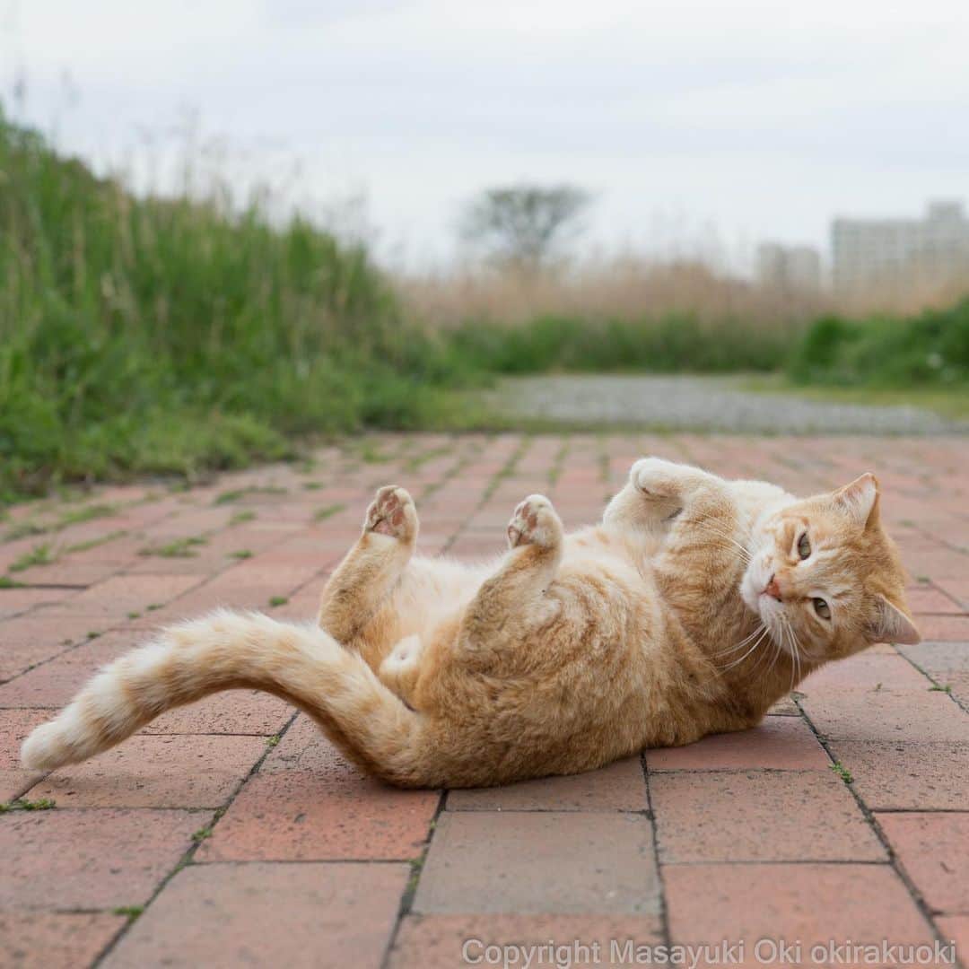Masayukiさんのインスタグラム写真 - (MasayukiInstagram)「ごろんごろん。  #ねこ #cat #全国一斉肉球検査  #お正月気分なので #抜き打ち」5月1日 10時22分 - okirakuoki