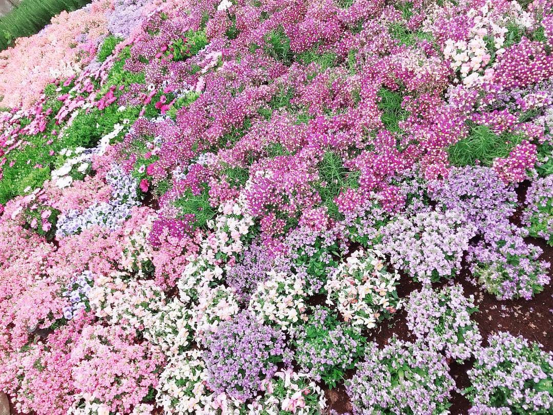 のインスタグラム：「令和元年🇯🇵 ・ ・ 平成から令和へ 平成で出逢った皆様への感謝を胸に 新しい時代を心新たに生きたいと思います ・ 皆様にとっても『令和』が 和やかな素晴らしい時代になりますように…🕊 ・ 本日#LesMisérables 🇫🇷 夜公演に出演させていただきます 令和初日の舞台を務めさせていただけること、大変光栄です。 劇場にて、お待ちしております🕊 ・ #令和元年 #令和 #レミゼラブル #帝国劇場」