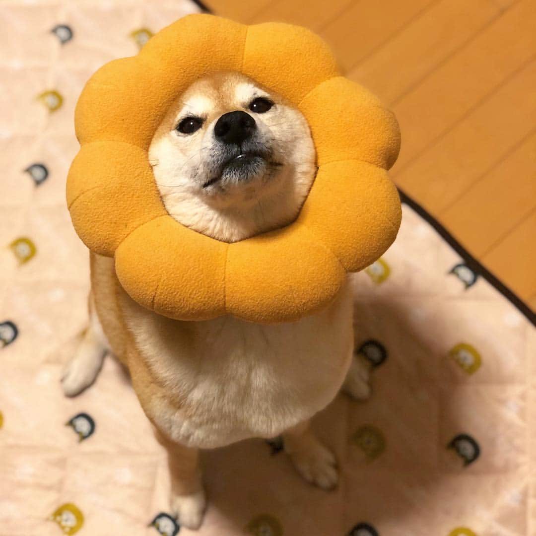 マロたんのインスタグラム：「令和の始まりにポン・デ・ライオンの復活を願う🦁 #sHiba #shibainu #令和」