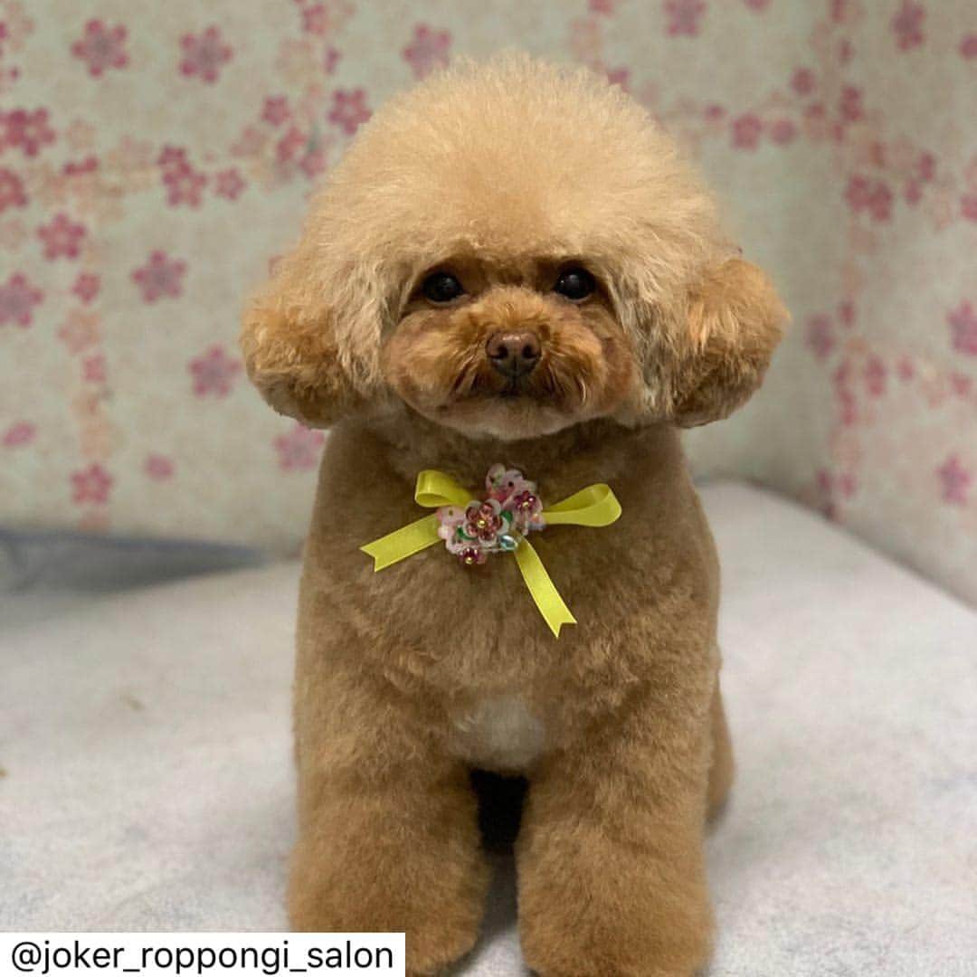 ももちゃん & まろんたんのインスタグラム：「@joker_roppongi_salon さんにももとまろんの写真を投稿していただきました❤️ いつも可愛くしていただきありがとうございます❣️😊 ほんとウチでも見間違うくらいももとまろんが似てきました〜！！後ろ姿そっくり！ ＊ マロンちゃんとモモちゃん☺️❤︎ 2人ともお揃いカットで最近そっくりになってきました😘✨✨ ＊ ＊ またのご来店お待ちしております🙌🙌 #平成最後のトリミング ＊ #ジョーカー #ジョーカー六本木ヒルズ店 #トリミングサロン #犬 #癒し #トイプードル #ふわふわ #もこもこ #プードルカットスタイル #ふわもこ部  #joker #roppongi #roppongihills #dog #salon #toypoodle」