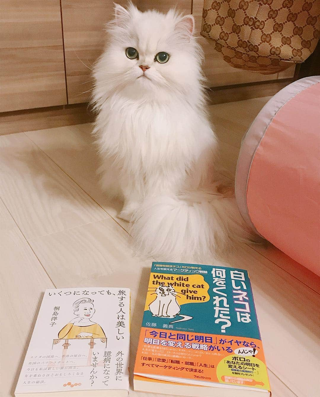 manami☺︎satoさんのインスタグラム写真 - (manami☺︎satoInstagram)「* 令和初日はお休みだったので 読書日和📕📚📒 * 桐島洋子さんの本が面白いー！ 1年位、旅してないので計画たてようと ワクワク( 'ω' و(و"♪✨ * #いくつになっても旅する人は美しい #桐島洋子 #白いネコは何をくれた？ #読書 * #nyancon01#小悪魔ふぅちゃん#チンチラシルバー#猫#ねこ#猫好きさんと繋がりたい#ペコねこ部#anicas#サンデイ#ペルシャ#猫のいる暮らし#냥스타그램#猫咪#KATZE#GATTA #ilovecats#meaw#kot#koty#catoftheday#cat#cats#instacat#catstagram#catsofinstagram#chinchillacat」5月1日 20時55分 - fuwari_kinaco