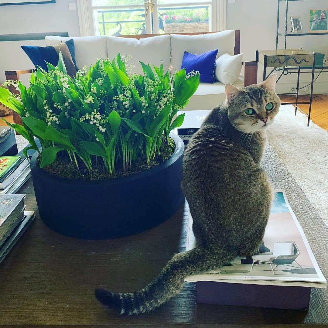 ナタリア・ヴォディアノヴァさんのインスタグラム写真 - (ナタリア・ヴォディアノヴァInstagram)「Oh may cat 🌸🌾 Happy May holidays #омайкот」5月1日 20時59分 - natasupernova