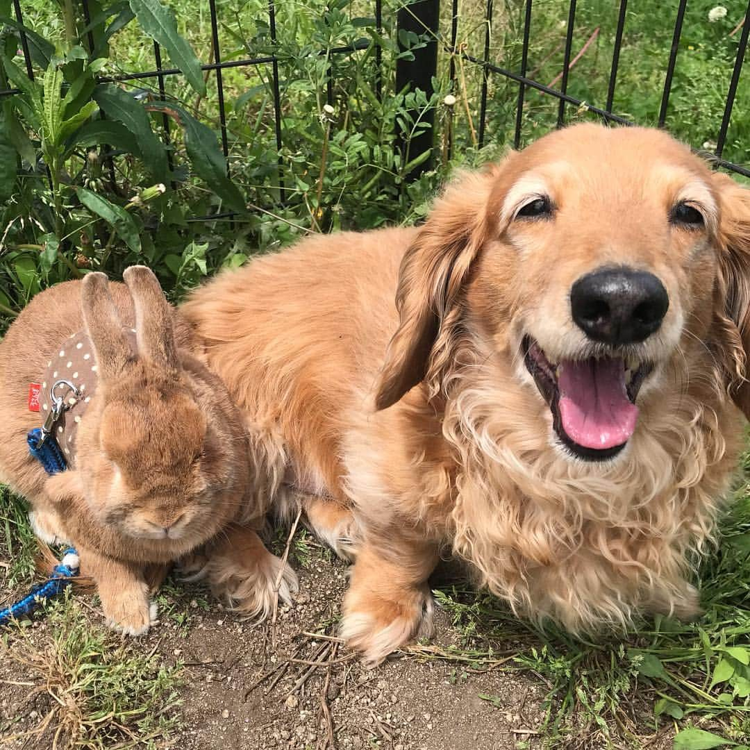 Chieko Shibutaさんのインスタグラム写真 - (Chieko ShibutaInstagram)「たろー🐶＆うじゃこ🐰地方☀️ ＳＡドッグラン巡り 沢山のお友達🐶🐶🐶 隅っこに 避難する🐶🐰💦 小心者😅 たろー！ お出かけは 嬉しいね😃 ニコ😆ニコ😆 嬉しそうだね❤️⤴︎🐰✨ 💕✨🐶🍀🐰✨💕 #dachshund #dachshunds #dachshundlove #dog #dogs #doglove #instadog #instagram #instagood #pet #pets #petsagram #cute #cutepe #cutepet #cutedog #cuteanimals #likes #09076999576 happy #smile #rabbit #ラビット #ミニュチュア #ミニュチュアダックス  #ミニュチュアダックスフント #うさぎ部 #うさぎ #ダックス #ダックスフンドロングヘアー#ねざーらんどわーふ」5月1日 21時06分 - chieko.81