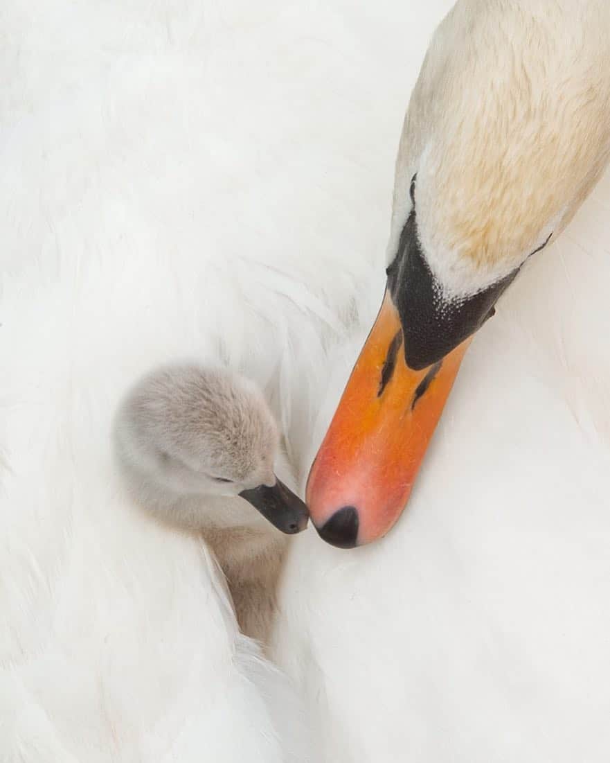 thephotosocietyさんのインスタグラム写真 - (thephotosocietyInstagram)「Photograph by @andyparkinsonphoto/@thephotosociety  Mute swan and cygnet – This was one of my favourite images that I produced during my time with some local swans last year. Having spent several weeks in the company of the adults as they incubated their eggs I had been completely accepted by them, allowing this intimate and close approach. Standing next to them as the cygnet sat on her mothers’ back I was privileged with a uniquely intimate view of their bond. Equally however, as you can see from the natural behaviour being displayed in this image, both mother and infant were completely unconcerned by my proximity. In moments like this, as the mothers’ bill moved towards that of her infant baby I was firing off a few shots but of that sequence only this one has ultimately been processed, the tender moment when the mother and cygnets bills touch each other, framed against the white canvas of the mothers expansive plumage. It is of course, largely because of experiencing moments such as this, over and over and over again, that I have become so evangelical about the lives of our animal cousins. Whilst my passion might not be to everyone’s liking I make absolutely no apology, I cede no ground and I will continue to argue that the lives of these other living creatures, blessed as they are with all of the same complex emotions, should be treated with the same respect, fervour and passion that we afford to the lives of all of us hominids. We live among, and alongside these creatures, not above them, not superior to them or more deserving of life. This is not our Earth to with as we please, nor are the animals and birds with which we share it and the sooner that humanity catches onto this blindingly obvious, misplaced arrogance the brighter the future will become for all of our descendants.」5月1日 21時07分 - thephotosociety