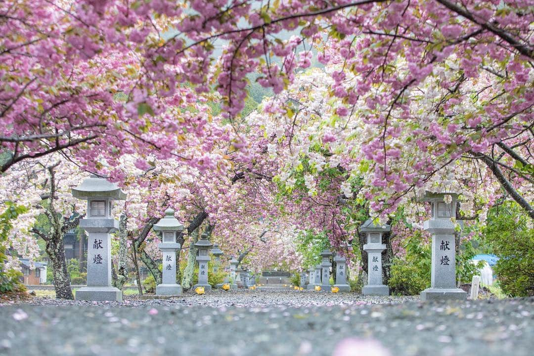 滋賀県長浜市さんのインスタグラム写真 - (滋賀県長浜市Instagram)「伊香具神社の八重桜が見頃ですよー🌸 今日はあいにくの雨でしたが、雨ならではの優しい光が、しっとりした美しさを演出してくれます☺️ 早い木はそろそろ散りかけ。 でも、その時期がまた綺麗なんです♫  夜はライトアップありますよ❗️✨ date 2019.5.1 location 伊香具神社（長浜市木之本町大音）  #八重桜 #春 #長浜ちょぴっく#みんなのちょぴっく #しがトコ #滋賀写真部 #長浜 #広がり同盟 #japan #shiga #hellojapansea #見頃 #nagahama #伊香具神社 #ライトアップ #写真スポット #雨もまたよし #広報ながはま #花まっぷ #gwおすすめ #写真好き #ストロボ撮影」5月1日 21時14分 - nagahama_city