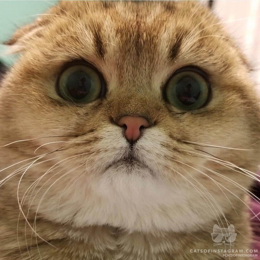 Cats of Instagramさんのインスタグラム写真 - (Cats of InstagramInstagram)「From @Nancyy_azizi: “Up close and personal #scottishfold” #catsofinstagram」5月1日 21時22分 - cats_of_instagram