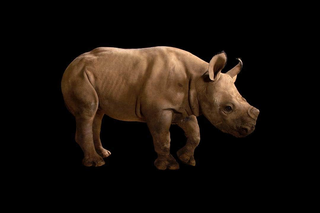 Joel Sartoreさんのインスタグラム写真 - (Joel SartoreInstagram)「Today is save the rhino day! This black rhino calf @zooatl still has a lot of room to grow, but will always be slightly smaller than a white rhino and will sport a hooked lip – the most distinguishable characteristic between the two species. ​During the 19th century, as European influence over land use and trade in Africa strengthened, the black rhino, which was the most numerous rhino species, was hunted relentlessly across most of the continent. Today, the black rhino remains a rare sight due to an increase in poaching, primarily fueled by the demand for rhino horn in Chinese medicine. Despite this bleak past, hope remains for this species as strict protection measures and effective biological management are helping black rhino numbers to slowly recover. #blackrhino #rhino #savetherhinoday #africa #calf #photoark #savetogether」5月1日 21時38分 - joelsartore