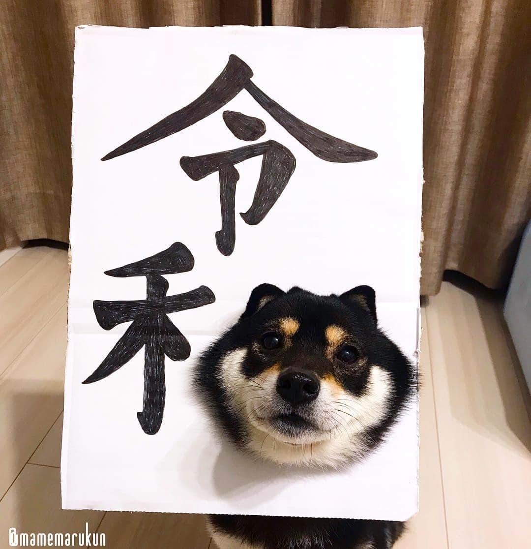 まめ丸のインスタグラム：「* * 【 #はめ丸 シリーズ第32弾 令和🖼】 どうかな❓ 『令和』にみえるかな🐶💓 -------------------------------- 令和マン参上❣️でブログかいたよ🐶💓 ストーリーかハイライトからみてね🍀 * the first day of the Reiwa era🐶💓 #mamemaruscosplay -------------------------------- I updated my blog🐶💓 The URL is in my profile. Please visit it if you have time❣️ * #みえなくてもおおめにみてね🐶💓 #令和マン #令和元年初日 * #柴犬#豆柴#柴#黒柴#犬#しばいぬ#shiba#shibainu#shibastagram#shibadog#puppy#instadog#dogstagram#dog#instashiba#blackshiba#petstagram#pet#cutepetclub#강아지#멍스타그램#doglover#ilovemydog#weeklyfluff#令和」