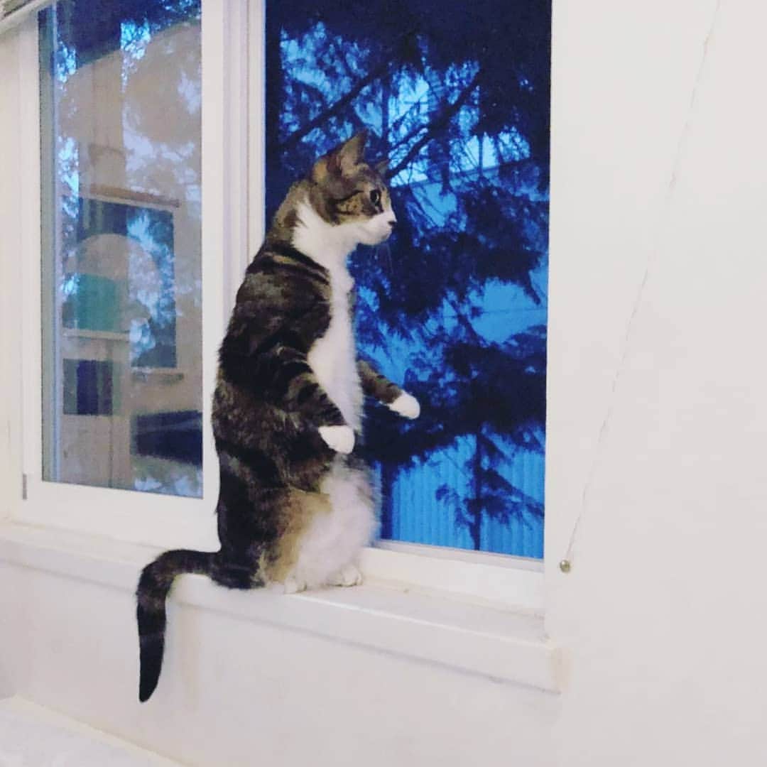 CatStockerのインスタグラム：「Hello! #catstocker is here!  Follow our FURRriend @georgefeenythecat  Scroll right for more pictures 👉 . . . . .  #cat #neko #mačka #chat #kočka #котка #kotek #kot #кіт #mače #кошка #кот #katze #gato #gatto #kissa #kattunge #猫 #고양이 #貓 #kedi #köttur #kissanpentu #חתול #кішка #gatinho #котенок #gatito #kitten」