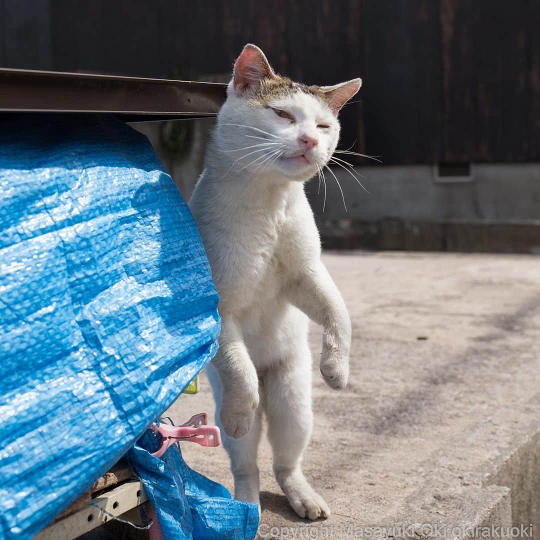 Masayukiさんのインスタグラム写真 - (MasayukiInstagram)「立ちあがる。  #cat #ねこ」5月1日 21時58分 - okirakuoki