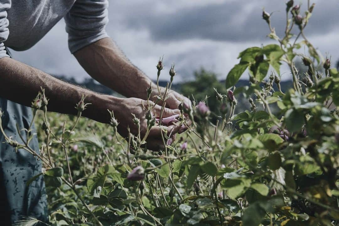 ルラボさんのインスタグラム写真 - (ルラボInstagram)「Centifolia Rose Harvest. Grasse, France. #alwaysbyhand #borningrasse #beforethelab #roseharvest #goodthingstaketime」5月1日 22時01分 - lelabofragrances