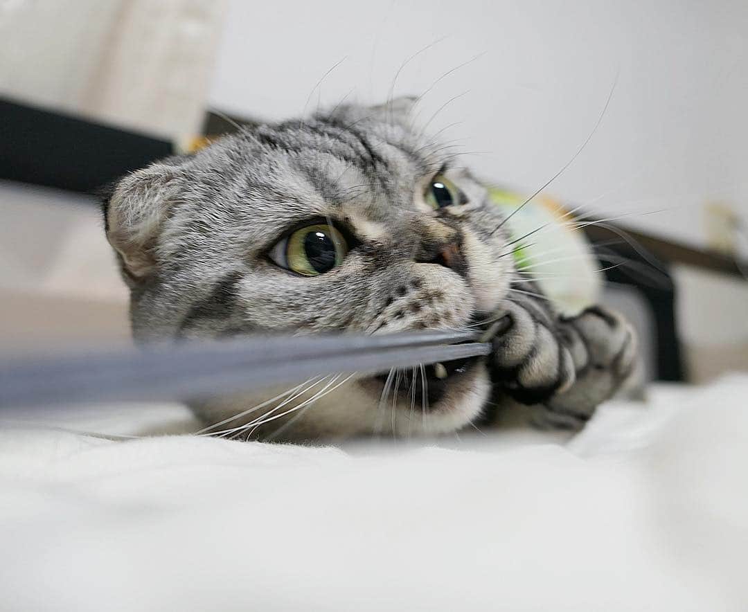 Shishi-maruのインスタグラム：「🐱String play 🐱紐遊び ーーーーーーーーーーー 📕「ぷっちねこ。」単行本発売中 📗「3匹のちいさな猫を召喚できたなら」 📘「ちいさな猫を召喚できたなら」重版出来 ーーーーーーーーーーー ⭐︎ねこ漫画を描いています→@tacos_cat 🐱公式→@chiisanacat 🌺Twitter →@taco_emonemon ーーーーーーーーーーー」