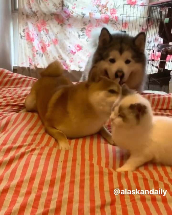husky and malamuteのインスタグラム：「Happy day.🥰🥰 follow @alaskandaily （Twitter：alaskandaily）for more cute pic and video.😜 ……………………………………………………………… Each video was approved by the original author. But  don't have a Instagram account. We are first one post those video. So watermark credit @alaskandaily ……………………………………………………………… #alaskan#malamute#alaskanmalamute#alaskanhusky#malamutesofinstagram#puppylife#puppylove#puppydog#puppylover#dogdays#malamutepuppy#huskies#huskeypuppy#huskeiesreq#siberian#huskeiesofig#dogslife#dogsofnyc#cutedog#cutedogs#huskeypics#huskeylovers#huskygram#huskeylove#huskiesofinstagram#dogsofnyc#husky#狗」