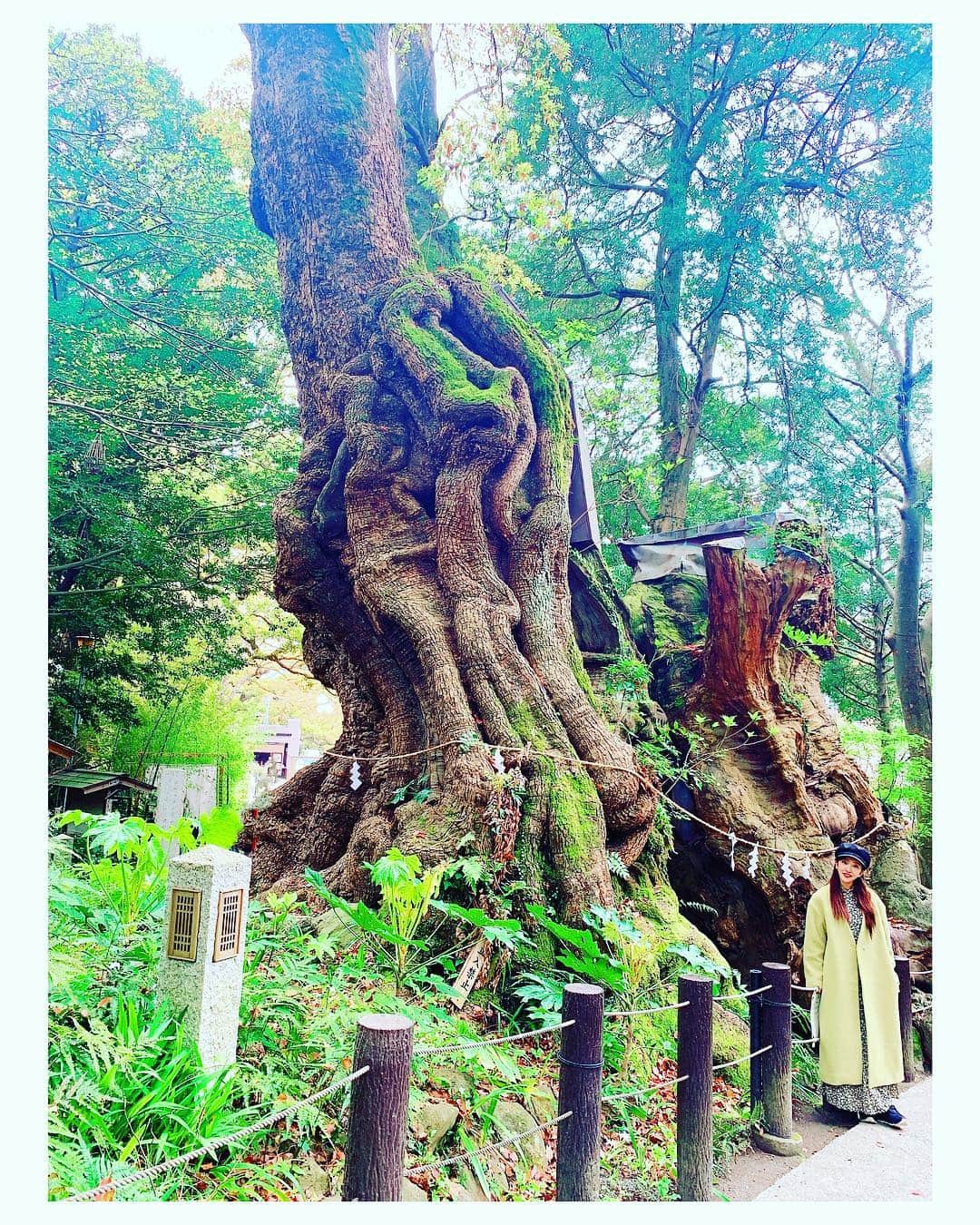 板野友美さんのインスタグラム写真 - (板野友美Instagram)「令和。 この神木のように 太く強く… そして大きく成長できますように。  令和もよろしくお願いします☺️ . . .  写真の中、紛れて私もいるよ」5月1日 13時27分 - tomo.i_0703