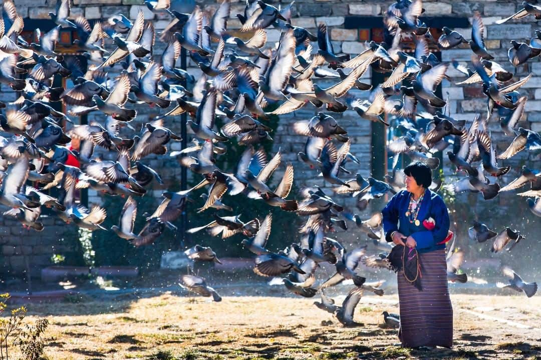 Canon Asiaのインスタグラム：「“This was taken at Memorial Chorten, Thimphu, Bhutan. This is a place where you can find elderly Bhutanese people walking around to feed pigeons.” 🐦Although predicting a bird’s movement is useful for capturing the shot you want, you still got to keep your fingers crossed and hope that your predictions are accurate! 🤣 • 📷 Image by @jushenlee shot using the Canon EOS 5D Mark III | Canon EF 70-200mm f/2.8L IS II USM | f/5 | 1/800s | ISO 200 | 200mm  Want your photos to be featured too? Tag them with #canonasia or submit them on My Canon Story, link in bio!  #canonasia #photography #birdphotography #birds #wildlife #nature #wildlifephotography #bhutan #naturephotography #animal #outdoors #travel #travelphotography #canon #canonphotography #igbhutan #bhutantravel #bhutan_ig」