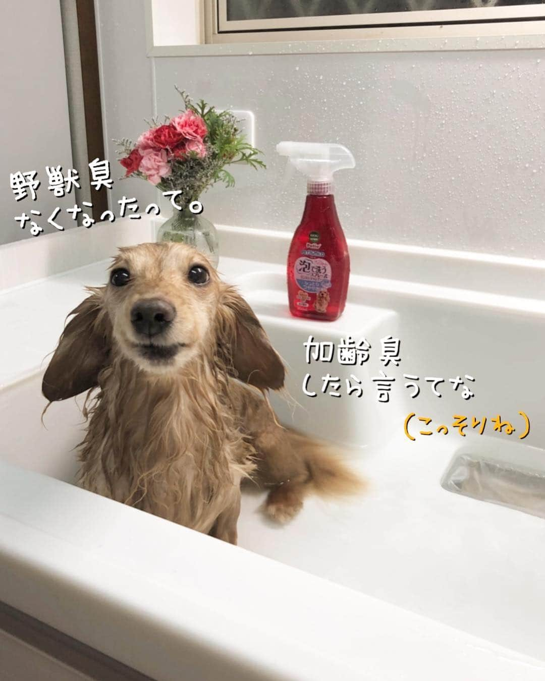 チズさんのインスタグラム写真 - (チズInstagram)「平成の汚れは平成のうちに🛀♡ #お風呂#丸洗い 🚿 #ふわもこ#いい匂い  #モフモフ復活 💕 #自慢の毛並み ですから😉😏☝🏻 #男前なった 👏👏 #GW#令和初日 🌱 #Mダックス #ダックス#ミニチュアダックス #ミニチュアダックスフンド #ミニチュアダックスクリーム #短足犬 #短足部 #カニンヘンダックス #関西ダックス#親父犬 #ダックス13歳#シニア犬 #犬なしでは生きていけません会#犬は家族 #インスタでわんこみるのが日課 ♡♡」5月1日 13時28分 - sqi.chizu